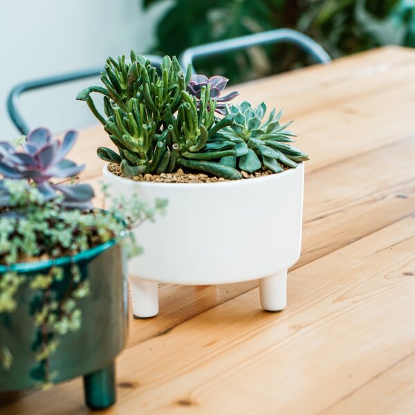 Pisa Bowl Plant Pot