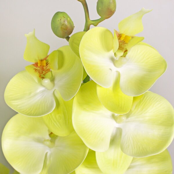 Artificial Real Touch Phalaenopsis Stems