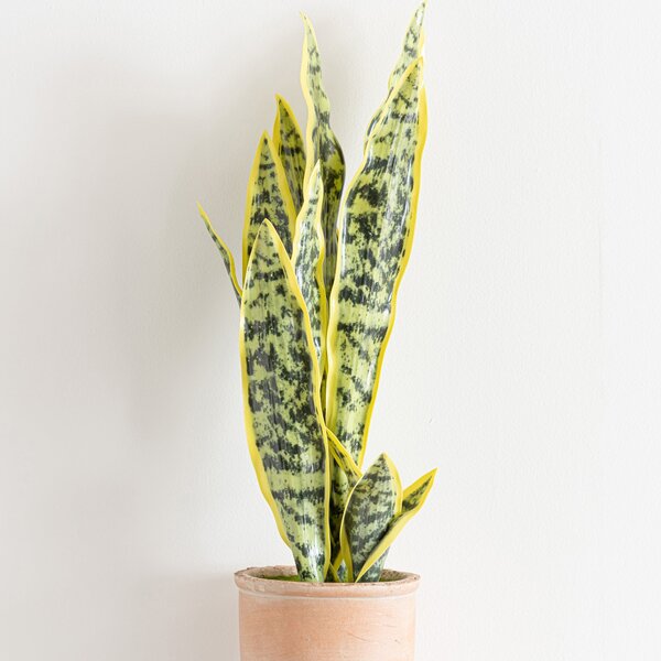 Artificial Sansevieria in Terracotta Plant Pot