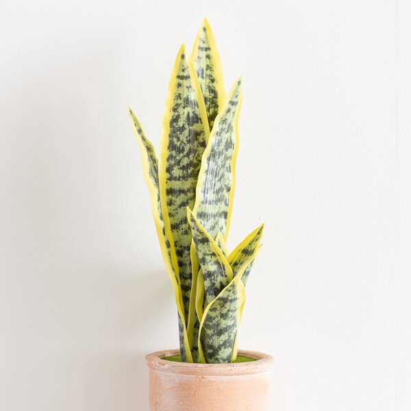 Artificial Sansevieria in Terracotta Plant Pot