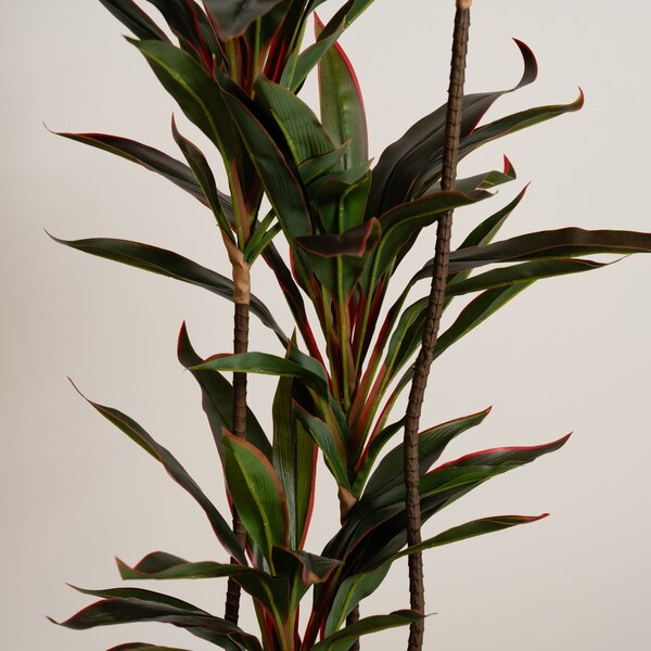 Artificial Real Touch Red Dracaena in Black Plant Pot