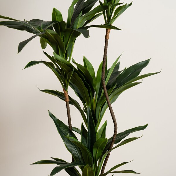 Artificial Real Touch Dracaena in Black Plant Pot