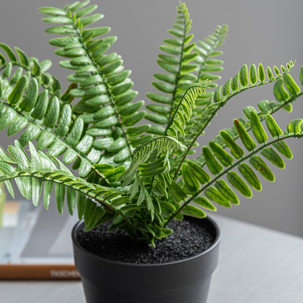 Artificial Fern in Black Plant Pot