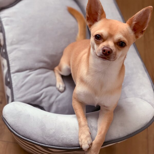 PawHut Dog Sofa Pet Couch for XS Dogs w/ Removable Sponge Padded Cushion - Grey Aosom UK