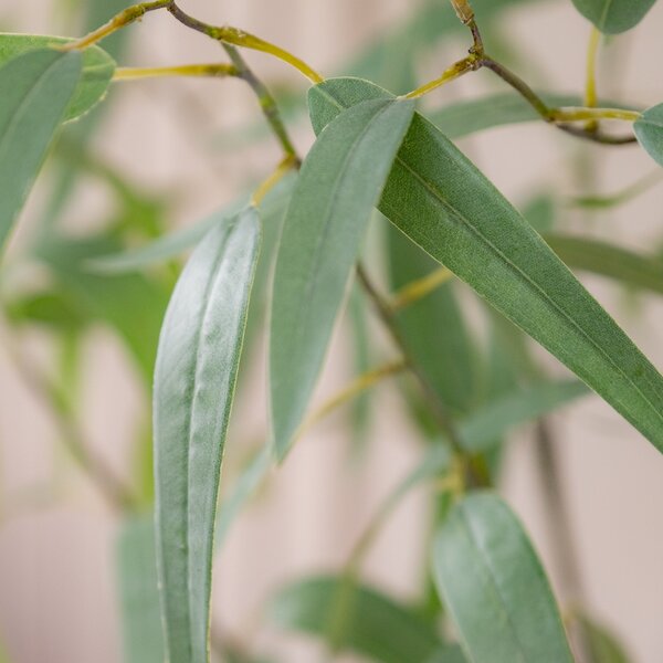 Artificial Curved Leaf Eucalyptus Tree in Black Plant Pot