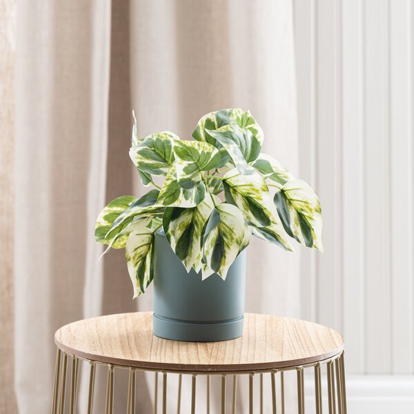 Artificial Devils Ivy in Pacific Plant Pot