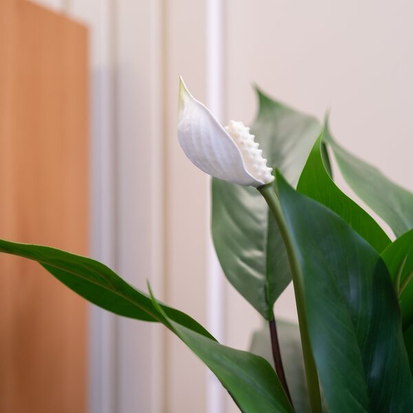 Artificial Peace Lily Plant in Black Plant Pot