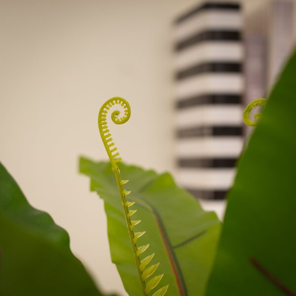 Artificial Birds Nest Fern in Black Plant Pot