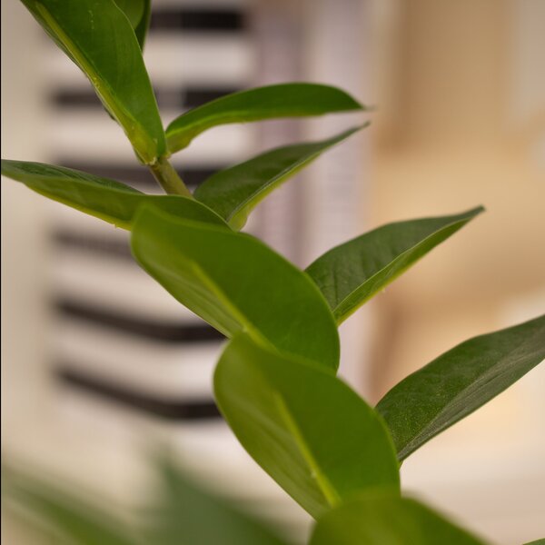 Artificial Zamioculcas Zamiifolia in Black Plant Pot