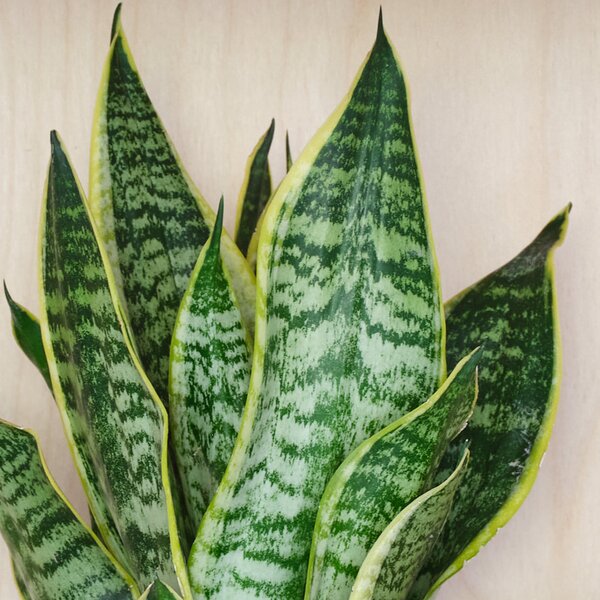 Snake House Plant in Earthenware Pot