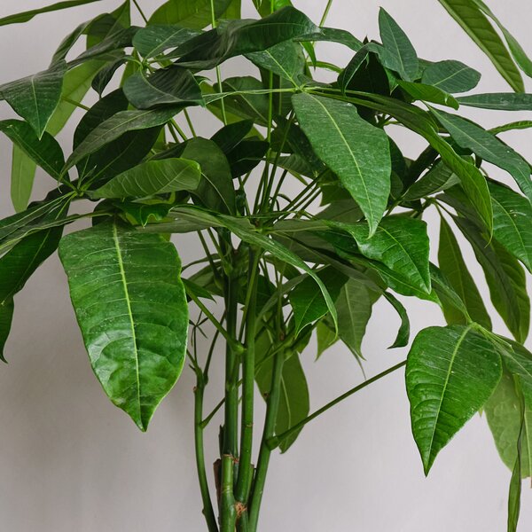 Money Tree House Plant in Capri Pot