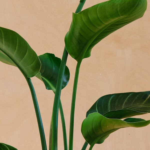 Bird Of Paradise House Plant in Capri Pot