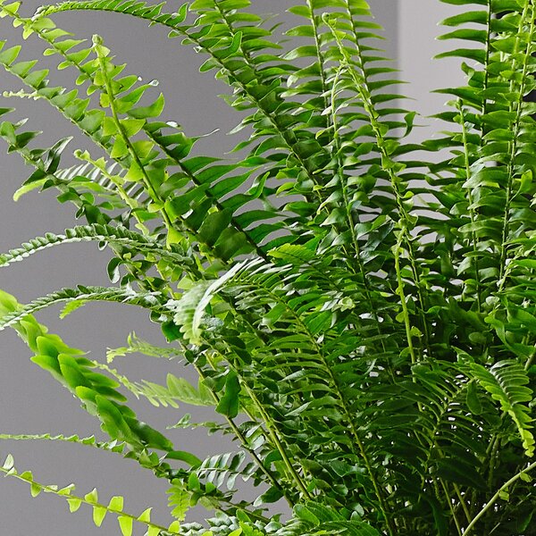 Boston Fern House Plant in Ribbed Pot