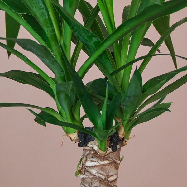 Yucca House Plant in Earthenware Pot