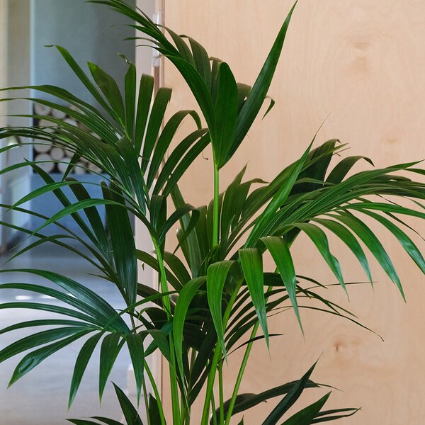 Kentia Palm House Plant in Capri Pot