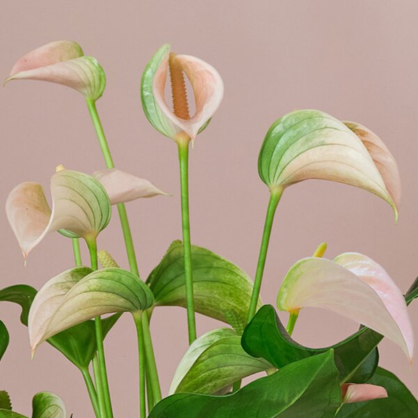 Peach Anthurium House Plant in Earthenware Pot