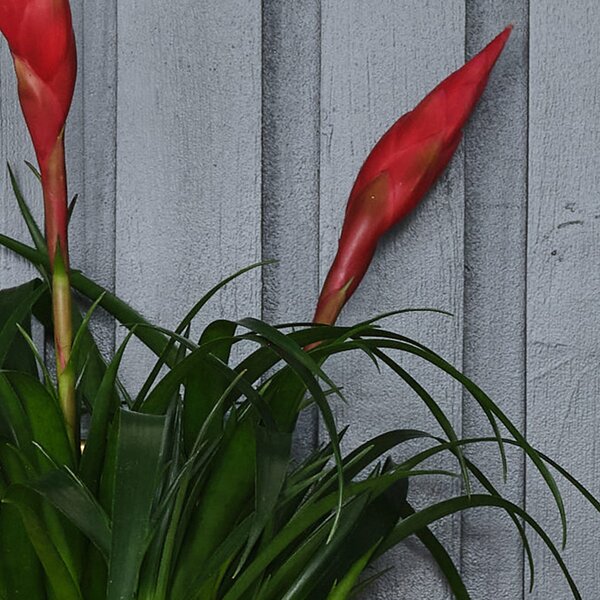 Vriesea Astrid House Plant in Ribbed Pot