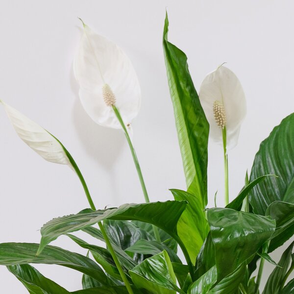 Peace Lily House Plant in Elho Pot