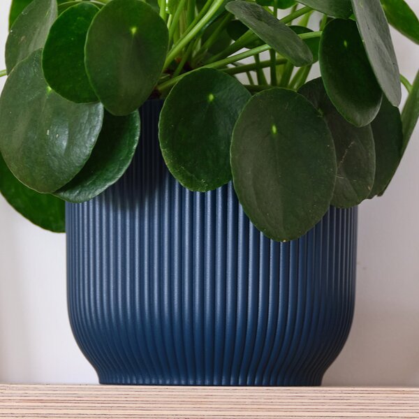 Chinese Money House Plant in Elho Pot