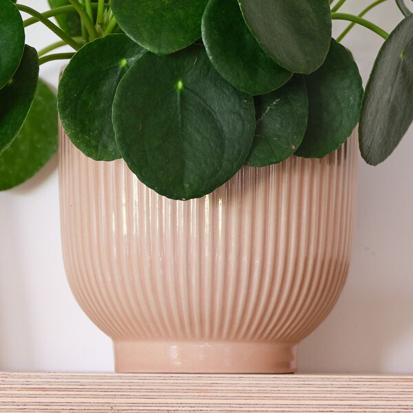 Chinese Money House Plant in Ribbed Pot