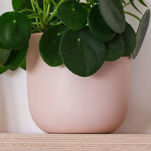 Chinese Money House Plant in Earthenware Pot