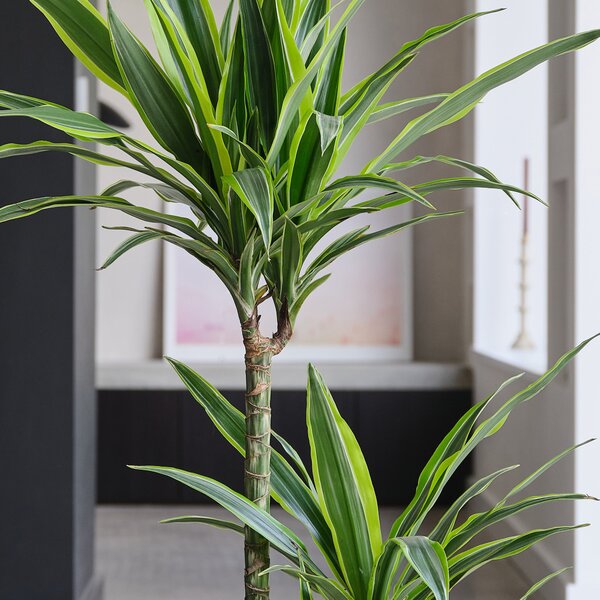 Dracaena Lemon & Lime House Plant in Capri Pot