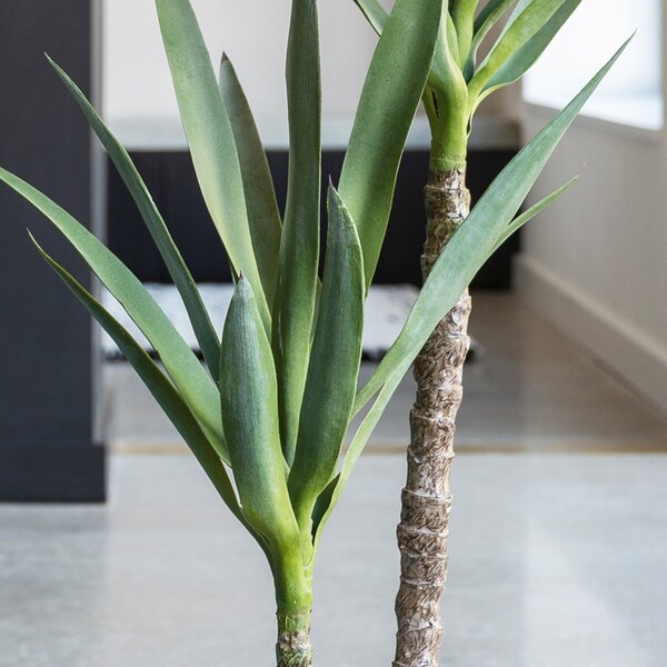 Artificial Yucca Plant