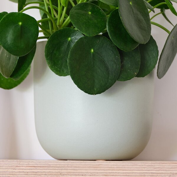 Chinese Money House Plant in Earthenware Pot