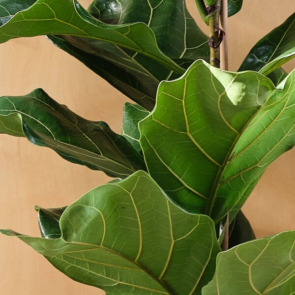 Fiddle Leaf Fig House Plant in Elho Pot