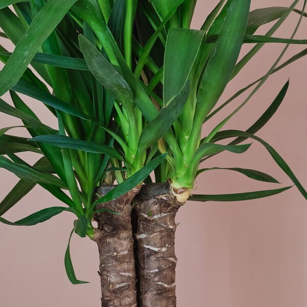 Yucca House Plant