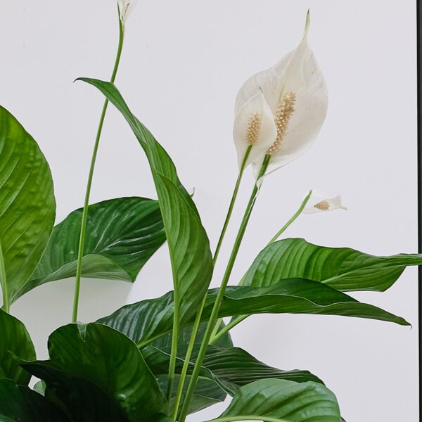 Peace Lily House Plant