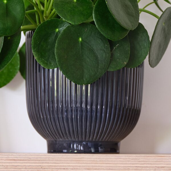 Chinese Money House Plant in Ribbed Pot