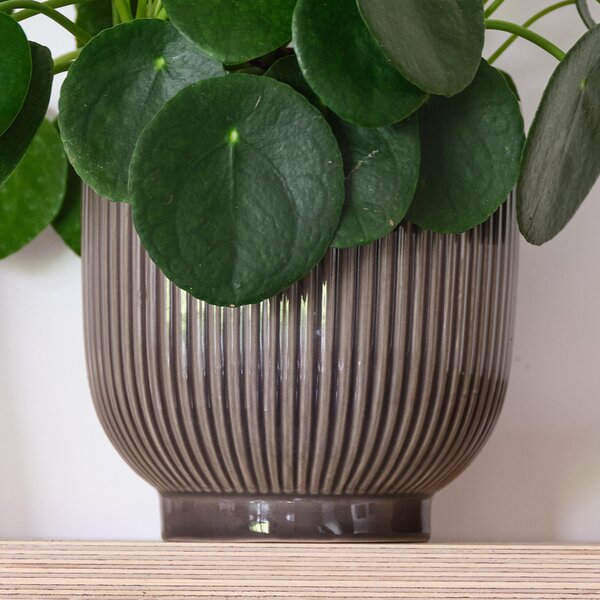 Chinese Money House Plant in Ribbed Pot