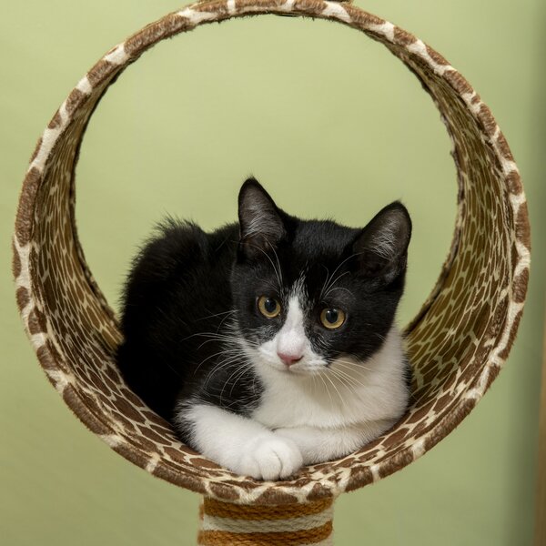 PawHut Giraffe Cat Tree, Indoor Play Tower with Scratching Posts, Tunnel, Ball Toy, 48.5 x 34.5 x 101 cm Aosom UK