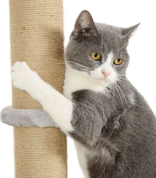 PawHut Cat Shelves w/ Scratching Post, Steps, Jumping Platform, Ladder, Toy Balls, 4 Piece for Indoor Cats, Light Grey Aosom UK