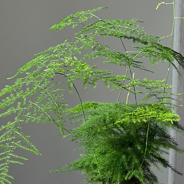 Asparagus & Boston Fern House Plant Bundle