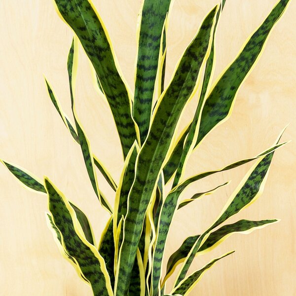 Artificial Snake Plant