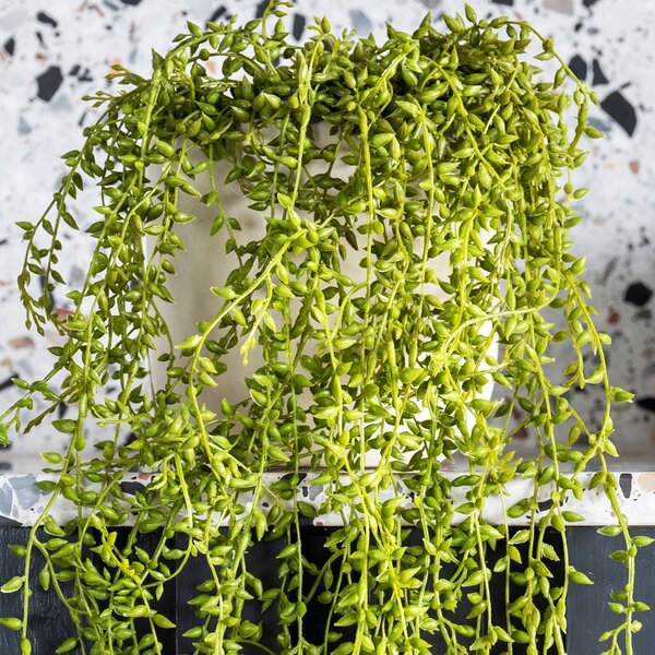 Artificial Hanging String of Pearls Plant