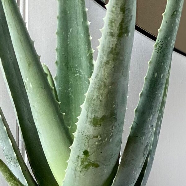 Aloe Vera Potted House Plant Bundle