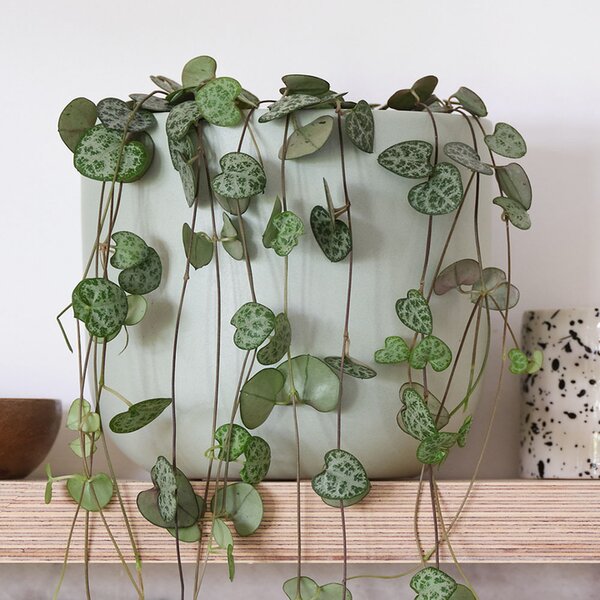 String of Hearts Potted House Plant Bundle