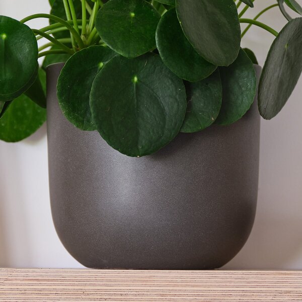 Chinese Money House Plant in Earthenware Pot