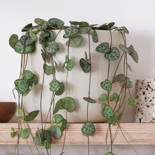 String of Hearts Potted House Plant Bundle