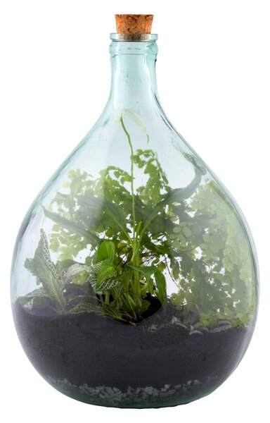 Fallen Fruits 15L Terrarium Bottle and Tools Set