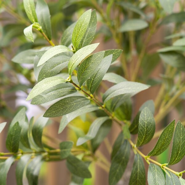 Artificial Olive Tree in Rustic Pot