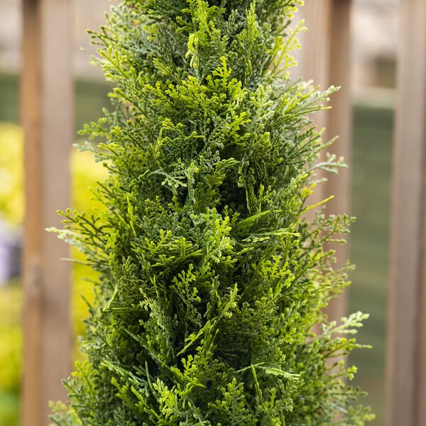 Artificial Cedar Topiary in Footed Pot