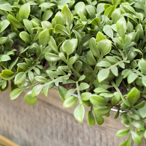 Artificial Boxwood in Trough Planter