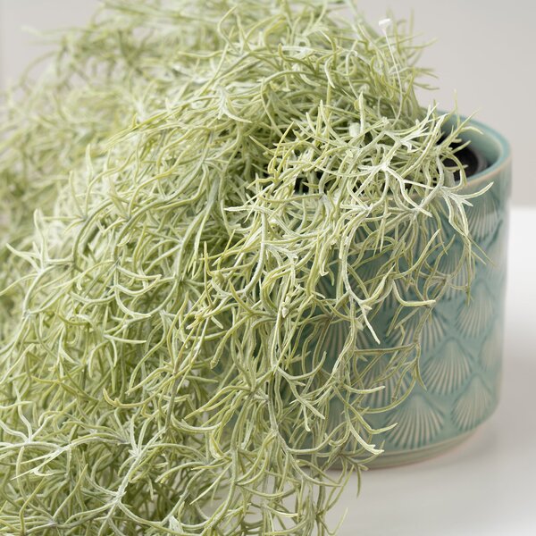 Artificial Trailing Spanish Moss in Black Plastic Plant Pot