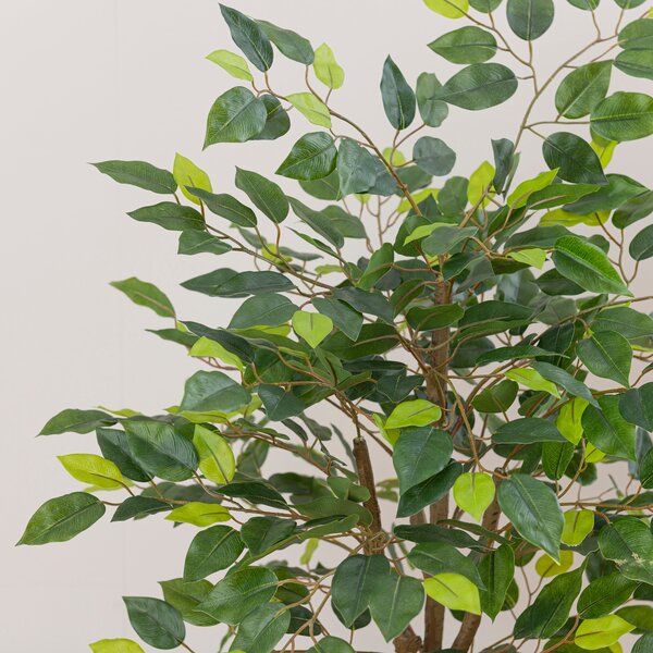 Artificial Ficus Tree in Black Cement Plant Pot