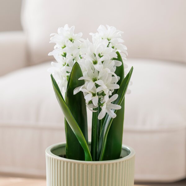 Artificial White Hyacinth in Ribbed Green Ceramic Plant Pot