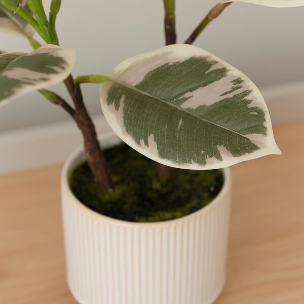 Artificial Varigated Rubber Plant in Ribbed Cream Ceramic Plant Pot